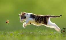 九游娱乐网页-战术碾压与天才闪耀，当步行者的体系遇见东契奇的魔法