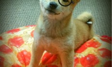 九游娱乐入口-奥运周期淬炼关键战役 开拓者攻防制霸完胜吉林