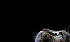 九游体育APP下载-铁壁横陈，皮克压制级发挥，莱比锡红牛力斩郁金香