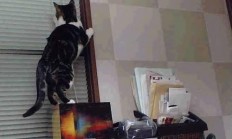 九游VIP-太阳拂晓前的阴影，当恩比德在寂静中投下巨石