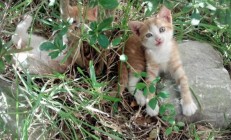 九游官网-秘鲁节奏，当安第斯山脉的脉搏牵动东欧棋局