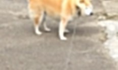 九游中国-穆勒统治全场！拜仁铁蹄踏碎毕尔巴鄂，德国战车碾过西班牙防线