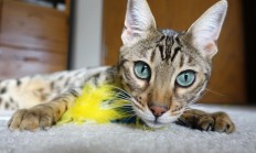 九游VIP-魔笛再世，北欧风暴席卷海湾，解析厄德高如何以降维打击撕裂玻利维亚防线