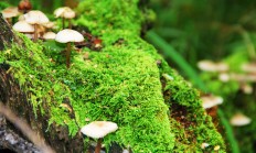 九游娱乐-利拉德单节24分点燃印第安纳之夜！步行者攻防两端彻底击溃灰熊防线的四大原因