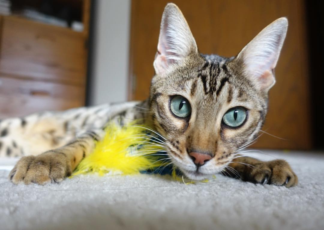 魔笛再世，北欧风暴席卷海湾，解析厄德高如何以降维打击撕裂玻利维亚防线