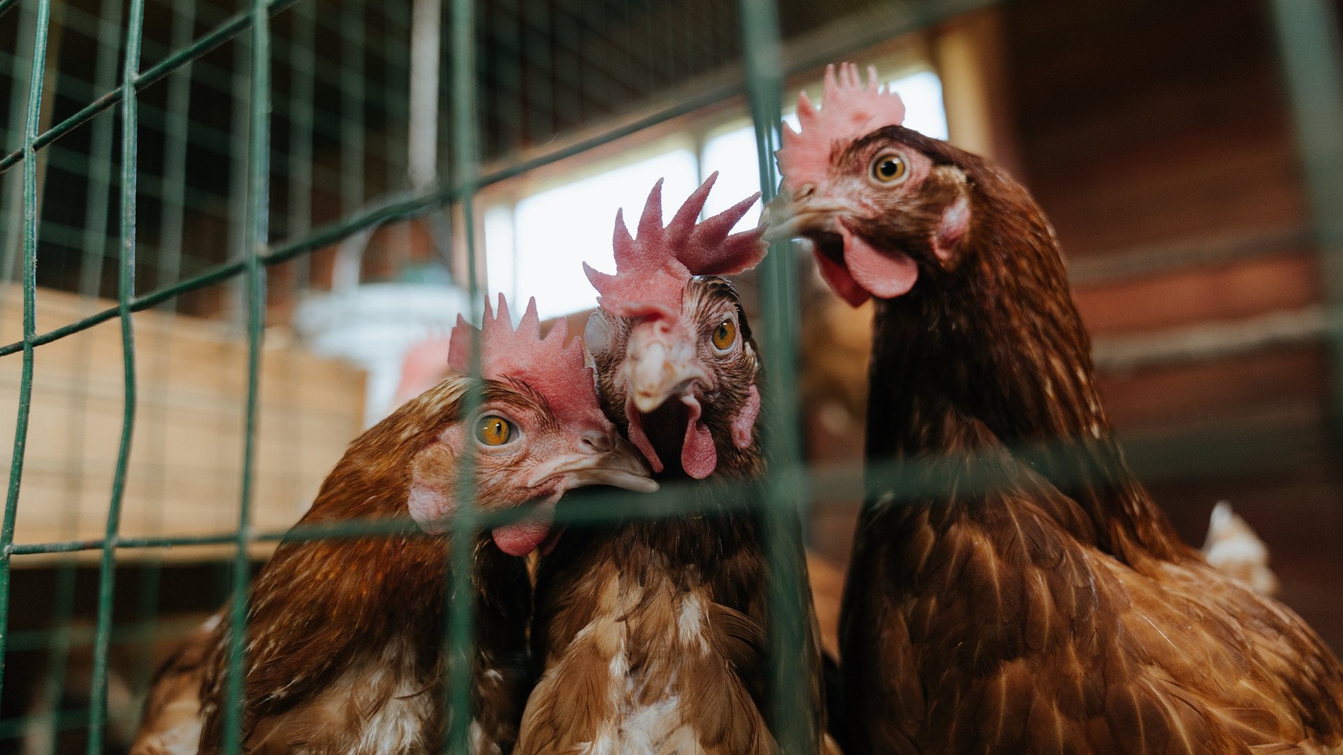 双线叙事的奇妙夜晚，当篮球与F1的盛宴不期而遇