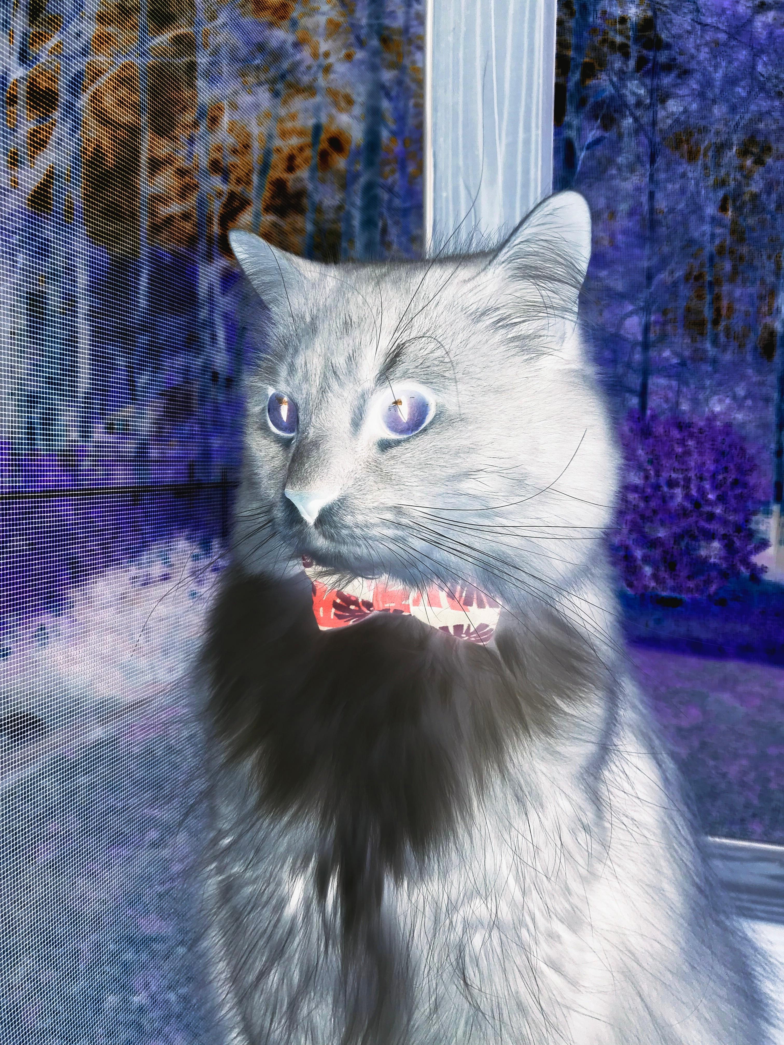 迪巴拉成胜负手，皇家社会力克阿尔及利亚队