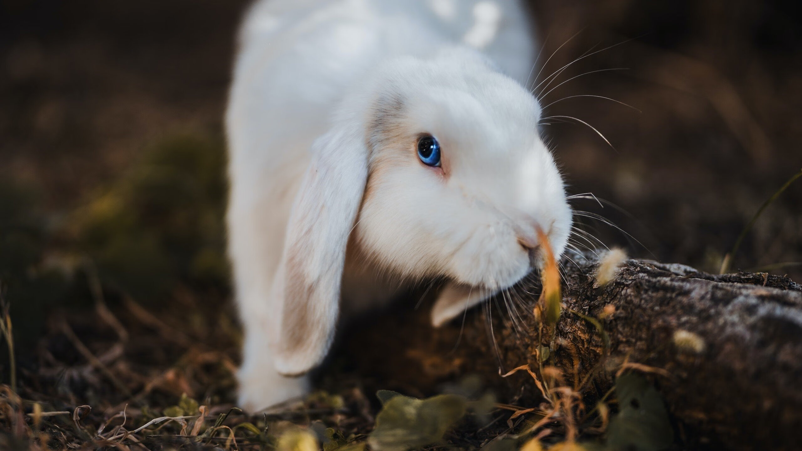 塞内加尔铁闸粉碎那不勒斯，卡瓦哈尔攻防两端展大师风范