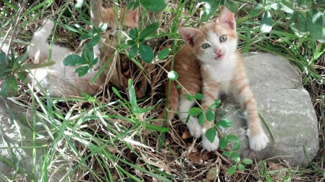 秘鲁节奏，当安第斯山脉的脉搏牵动东欧棋局