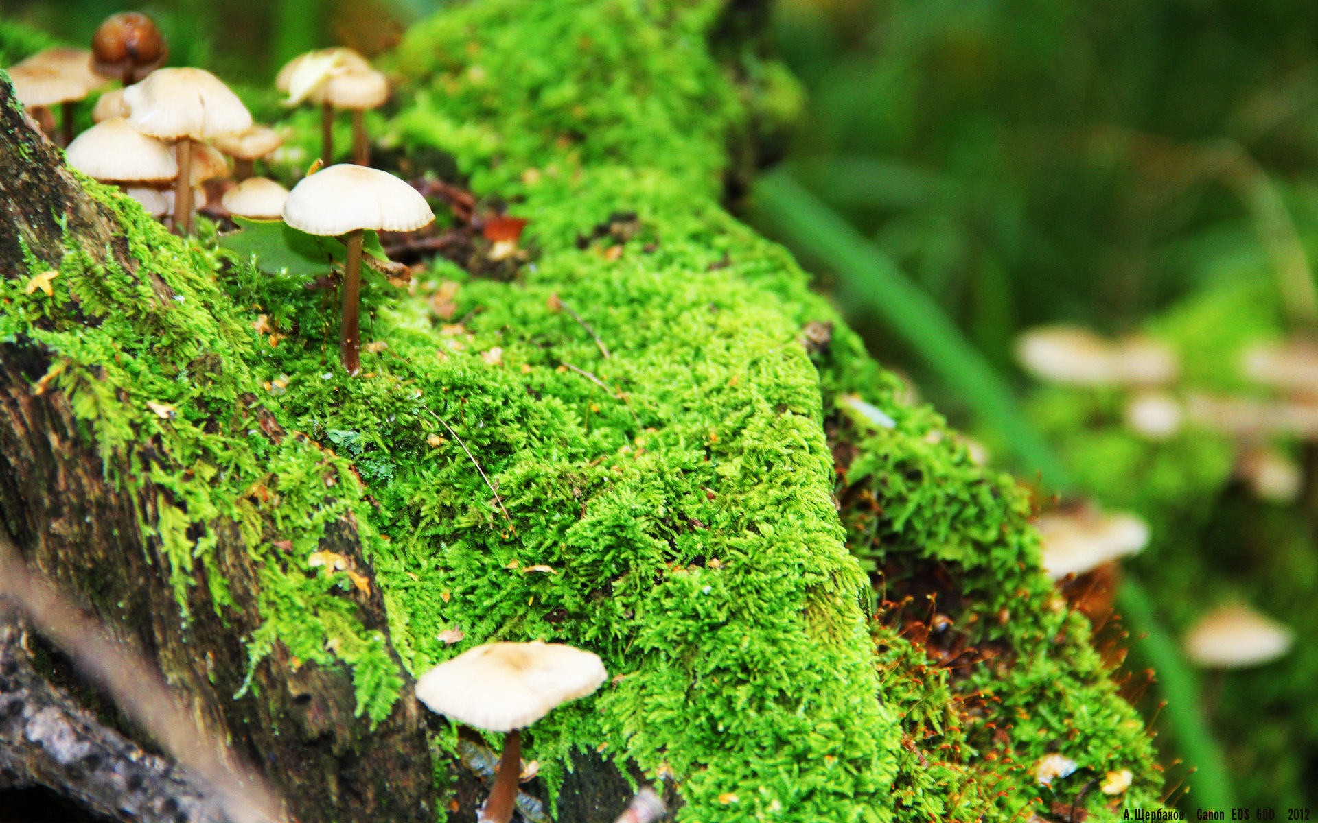 利拉德单节24分点燃印第安纳之夜！步行者攻防两端彻底击溃灰熊防线的四大原因