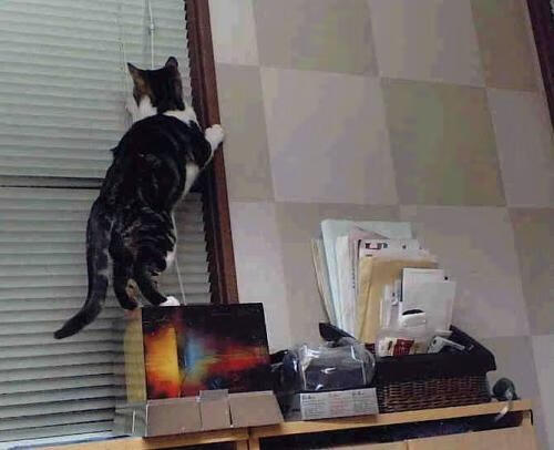 太阳拂晓前的阴影,当恩比德在寂静中投下巨石